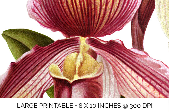 Orchid Cypripedium Gaston Flowers in Illustrations - product preview 4