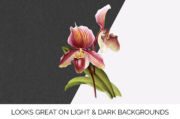 Orchid Cypripedium Gaston Flowers in Illustrations - product preview 6