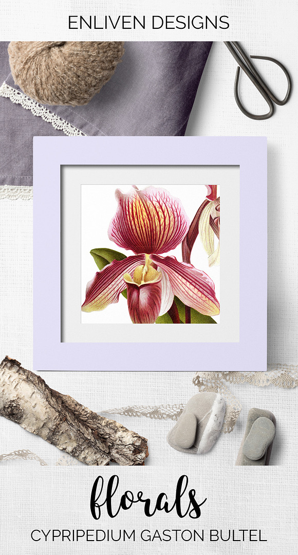 Orchid Cypripedium Gaston Flowers in Illustrations - product preview 7