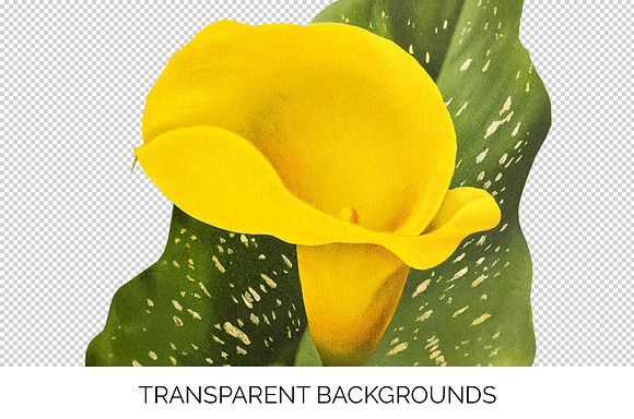 Lily Yellow Flowers Lilies in Illustrations - product preview 2