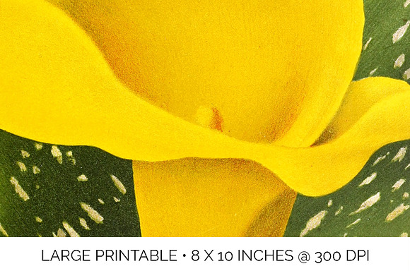Lily Yellow Flowers Lilies in Illustrations - product preview 4
