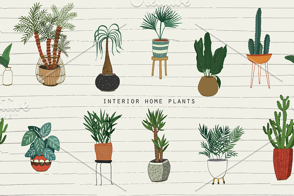 Interior Home Plants