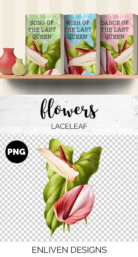 Anthurium White Pink Laceleaf Flower in Illustrations - product preview 1