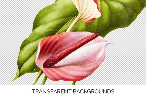Anthurium White Pink Laceleaf Flower in Illustrations - product preview 2