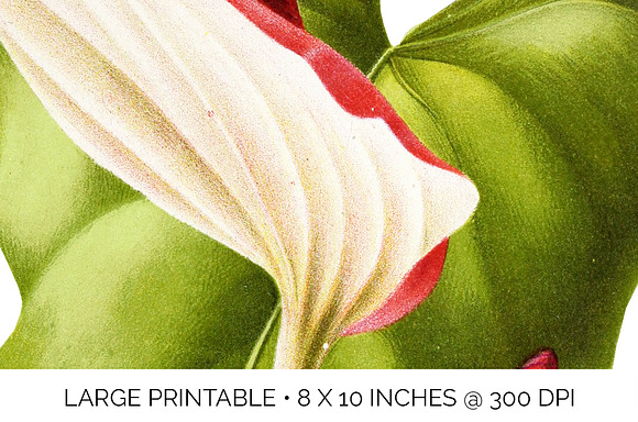 Anthurium White Pink Laceleaf Flower in Illustrations - product preview 4