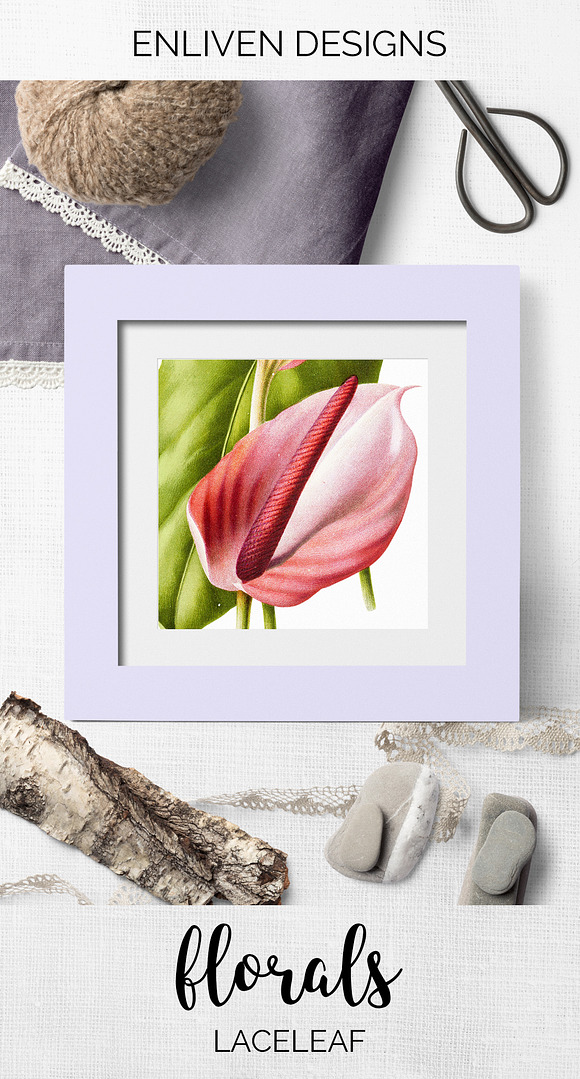 Anthurium White Pink Laceleaf Flower in Illustrations - product preview 7