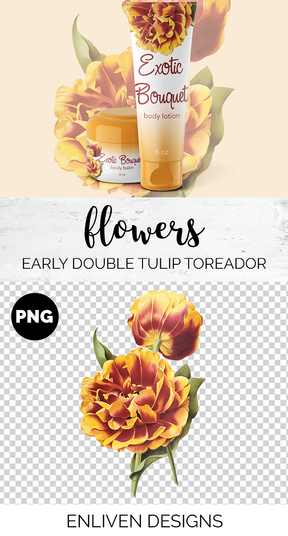 Tulip Double Early Gold Flower in Illustrations - product preview 1
