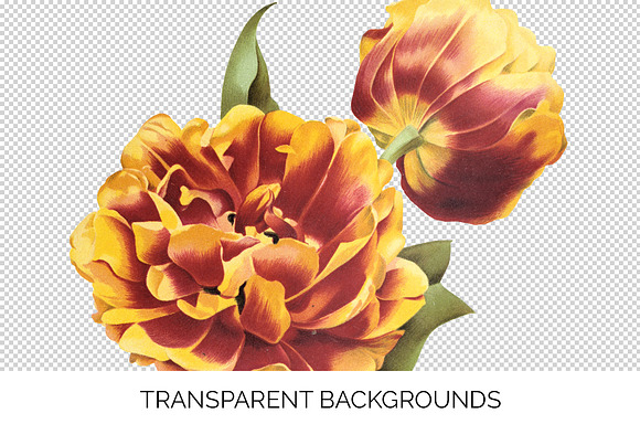 Tulip Double Early Gold Flower in Illustrations - product preview 2