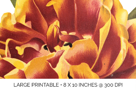Tulip Double Early Gold Flower in Illustrations - product preview 4