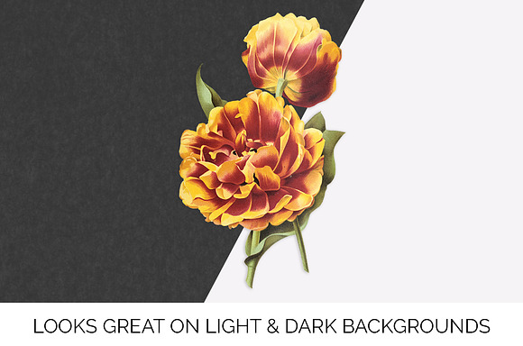 Tulip Double Early Gold Flower in Illustrations - product preview 6