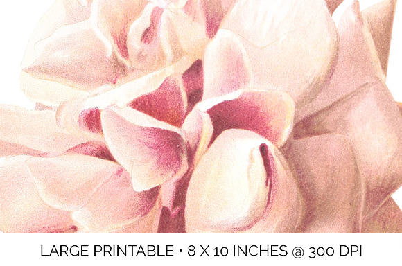 Rose Pink Rose in Illustrations - product preview 4