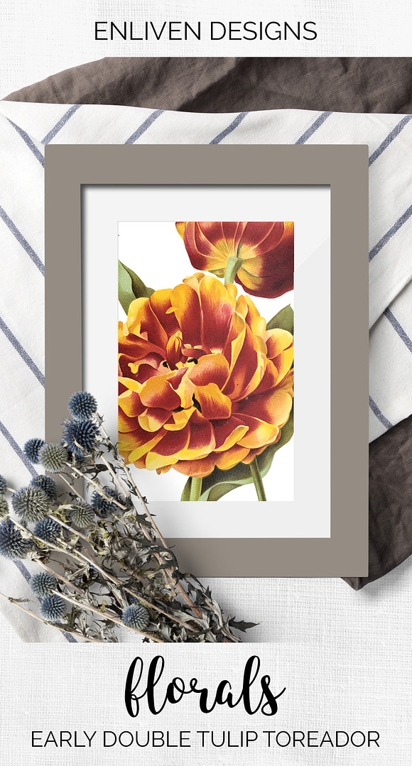 Tulip Double Early Gold Flower in Illustrations - product preview 7
