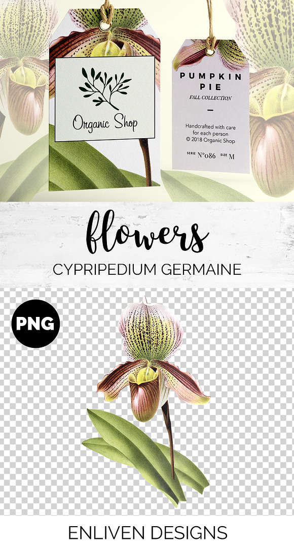 Orchids Lady's Slipper Cypripedium in Illustrations - product preview 1