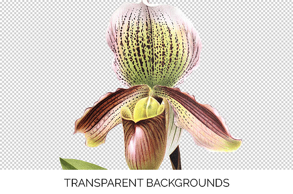 Orchids Lady's Slipper Cypripedium in Illustrations - product preview 2