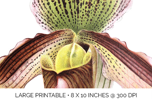 Orchids Lady's Slipper Cypripedium in Illustrations - product preview 4
