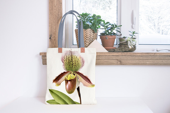 Orchids Lady's Slipper Cypripedium in Illustrations - product preview 5