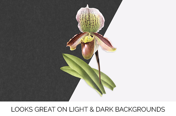 Orchids Lady's Slipper Cypripedium in Illustrations - product preview 6