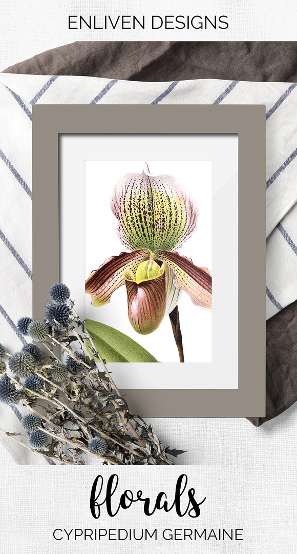 Orchids Lady's Slipper Cypripedium in Illustrations - product preview 7