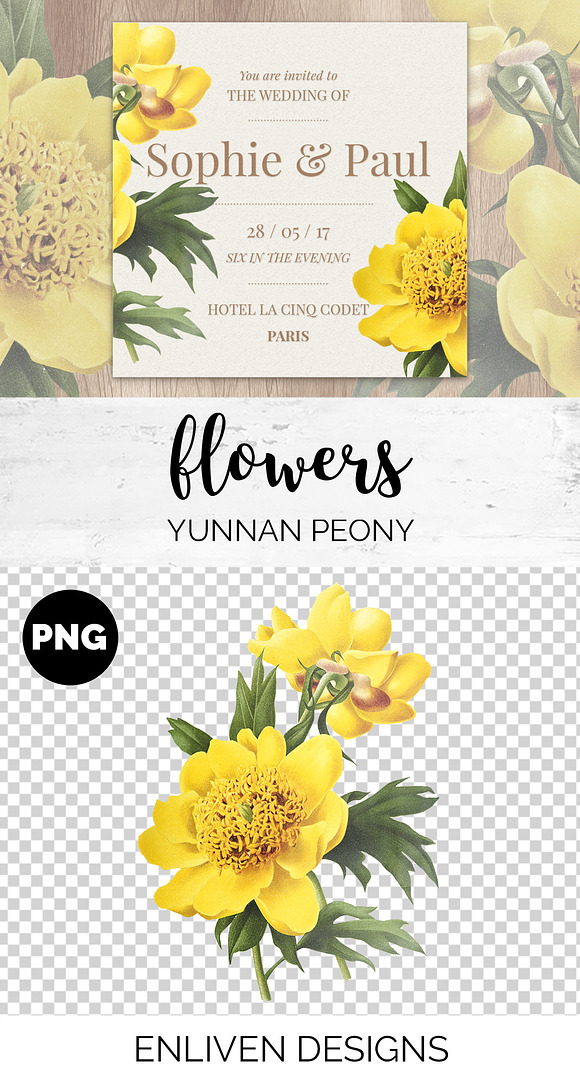 Peony Clipart Yellow Flowers in Illustrations - product preview 1