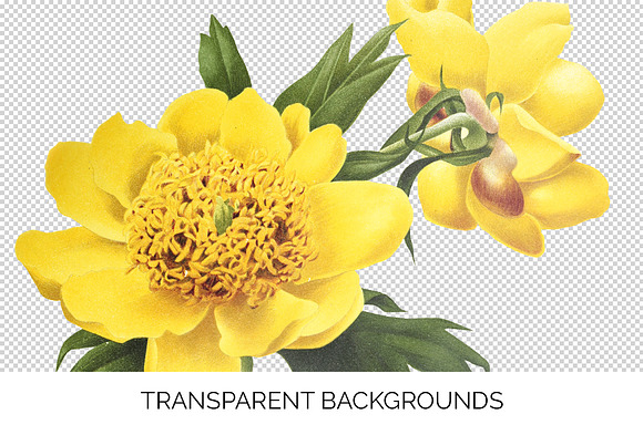 Peony Clipart Yellow Flowers in Illustrations - product preview 2