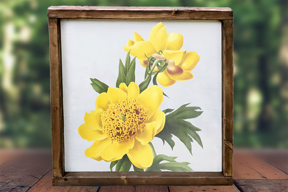Peony Clipart Yellow Flowers in Illustrations - product preview 5