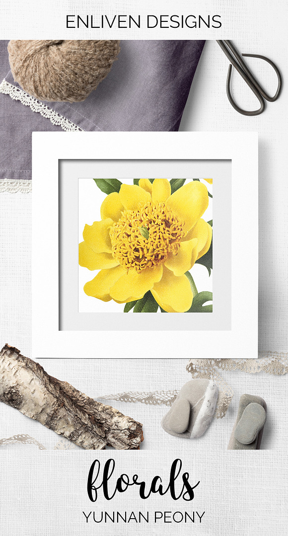 Peony Clipart Yellow Flowers in Illustrations - product preview 7