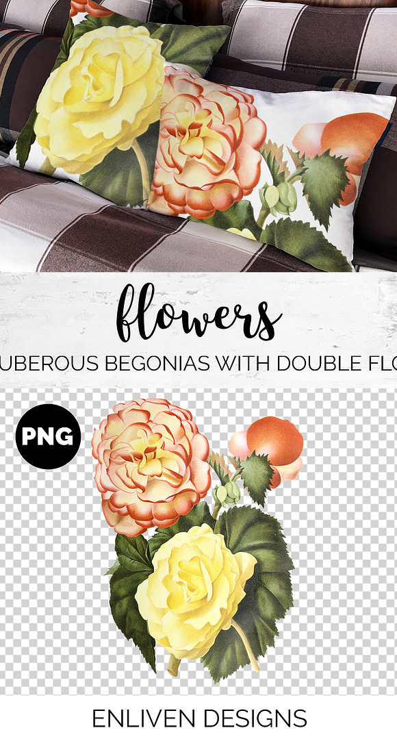Begonias Yellow Orange Flowers in Illustrations - product preview 1