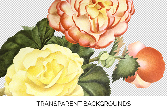 Begonias Yellow Orange Flowers in Illustrations - product preview 2