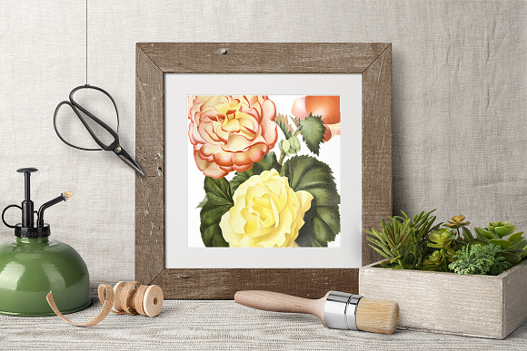 Begonias Yellow Orange Flowers in Illustrations - product preview 3