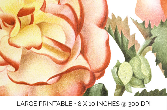 Begonias Yellow Orange Flowers in Illustrations - product preview 4