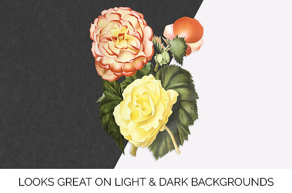 Begonias Yellow Orange Flowers in Illustrations - product preview 5