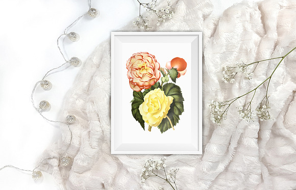 Begonias Yellow Orange Flowers in Illustrations - product preview 6