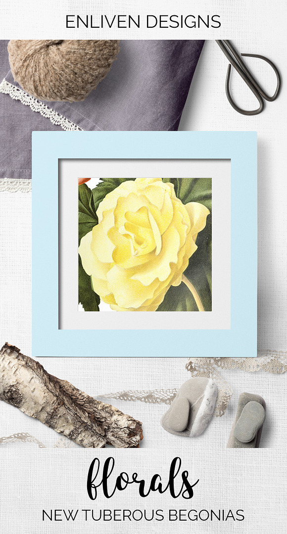 Begonias Yellow Orange Flowers in Illustrations - product preview 7