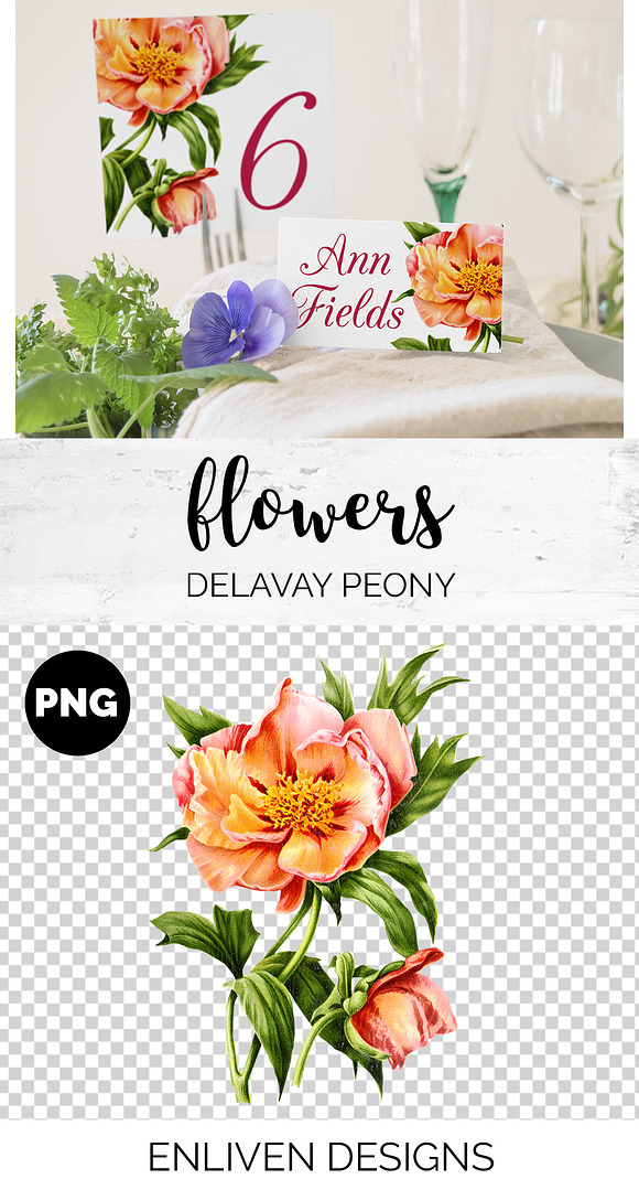 Peony Clipart Pink Flowers in Illustrations - product preview 1