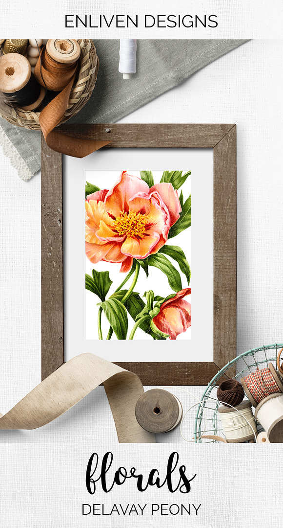 Peony Clipart Pink Flowers in Illustrations - product preview 7
