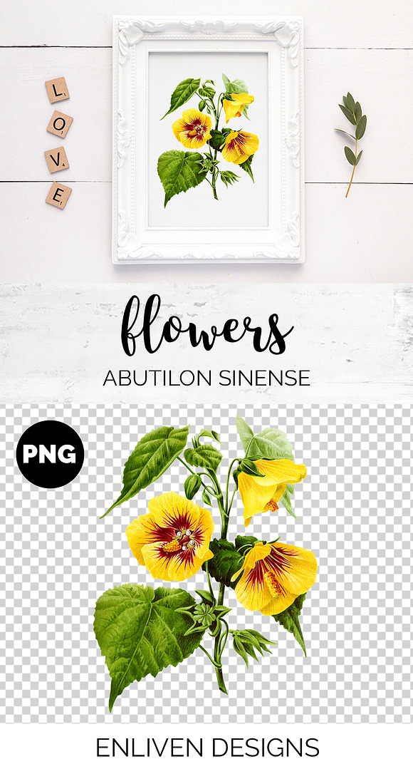 Yellow Mallow Abutilon Sinense in Illustrations - product preview 1