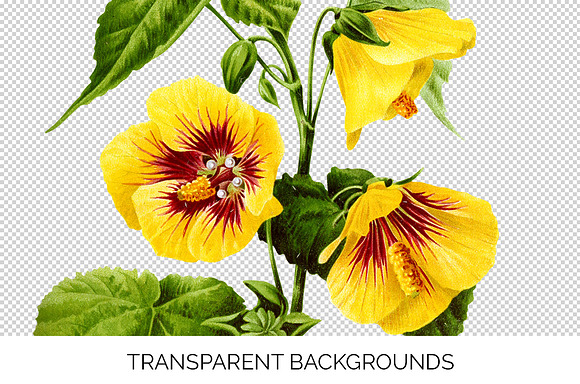 Yellow Mallow Abutilon Sinense in Illustrations - product preview 2