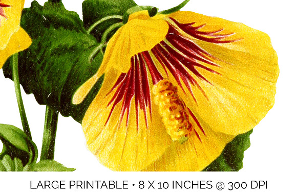 Yellow Mallow Abutilon Sinense in Illustrations - product preview 4