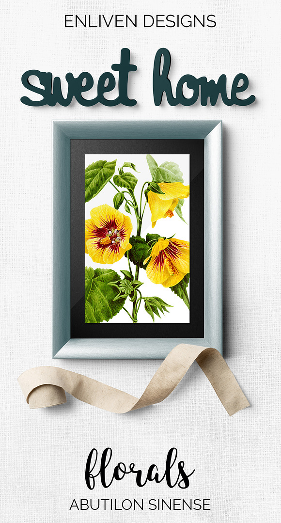 Yellow Mallow Abutilon Sinense in Illustrations - product preview 7