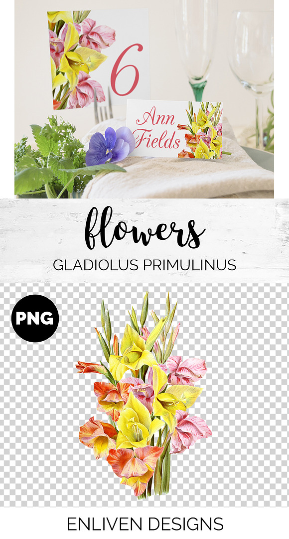 Gladiolus Bouquet Flowers in Illustrations - product preview 1