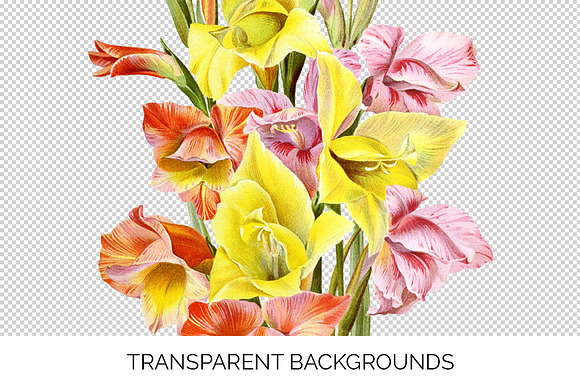 Gladiolus Bouquet Flowers in Illustrations - product preview 2