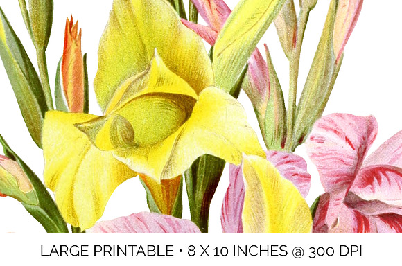 Gladiolus Bouquet Flowers in Illustrations - product preview 4