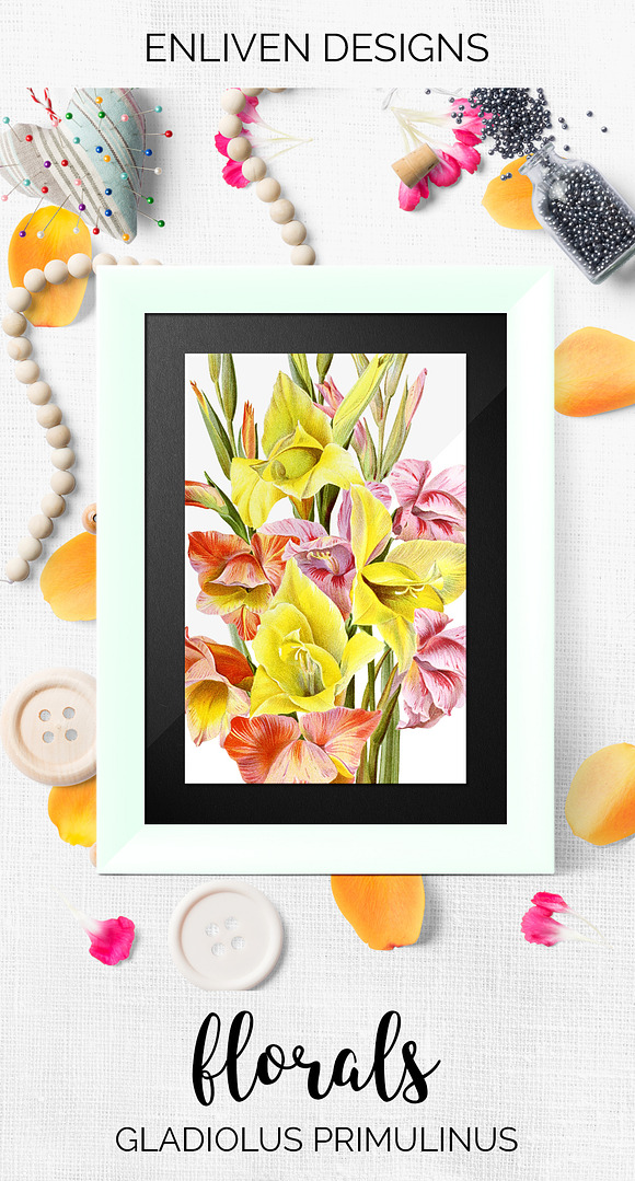 Gladiolus Bouquet Flowers in Illustrations - product preview 7