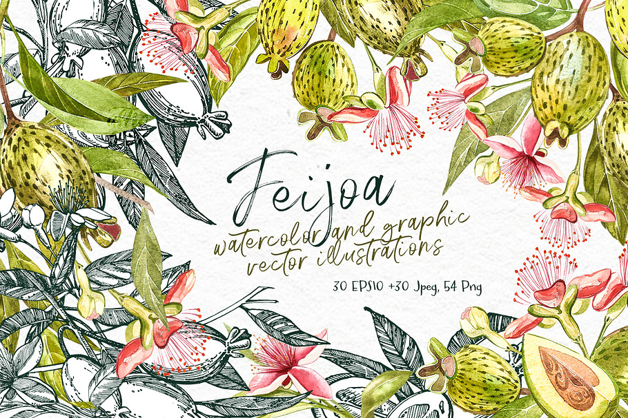 Feijoa Graphic & Watercolor clipart
