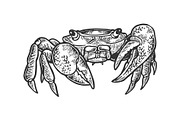 Crab animal engraving vector