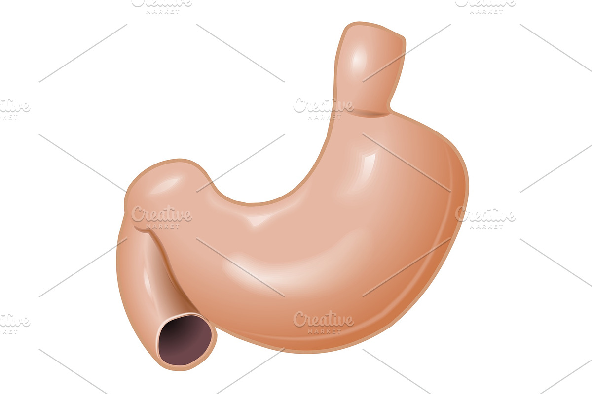 Stomach icon in Illustrations - product preview 8