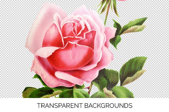 Roses Pink Roses in Illustrations - product preview 2