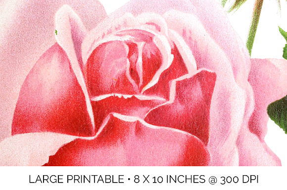 Roses Pink Roses in Illustrations - product preview 4