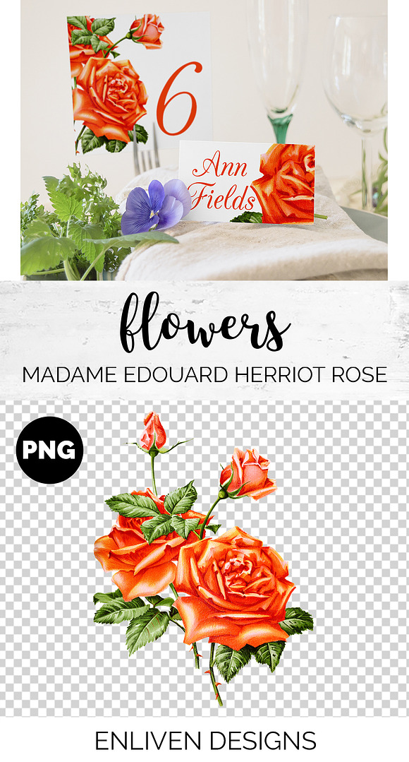 Orange Roses Madame Herriot Rose in Illustrations - product preview 1