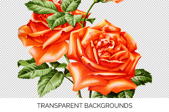 Orange Roses Madame Herriot Rose in Illustrations - product preview 2